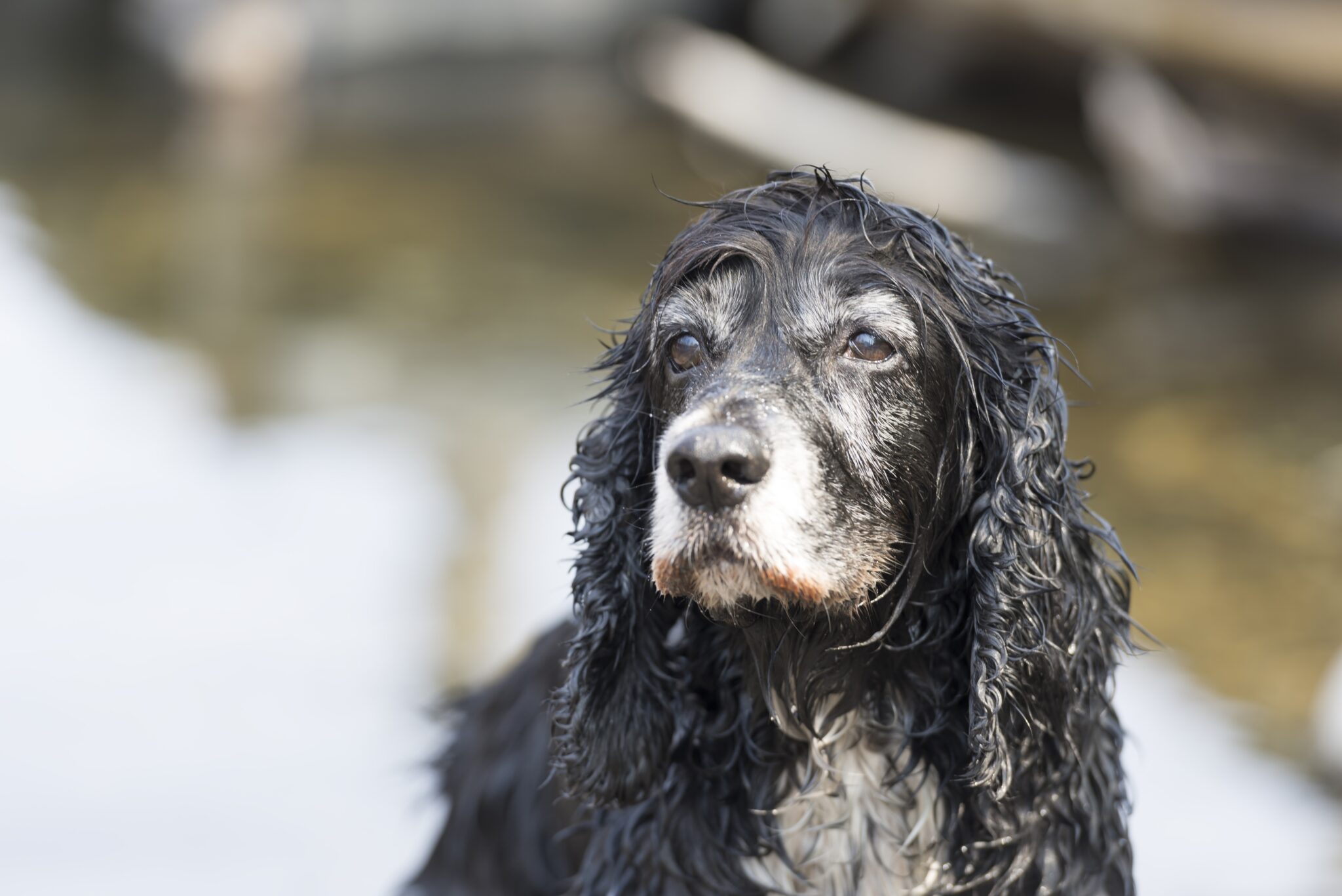 why-does-my-dryer-smell-like-wet-dog-find-out-here-machine-answered